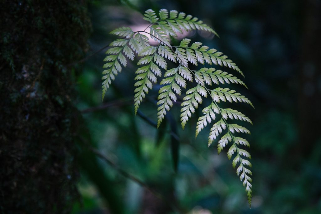 Borneo leaf
