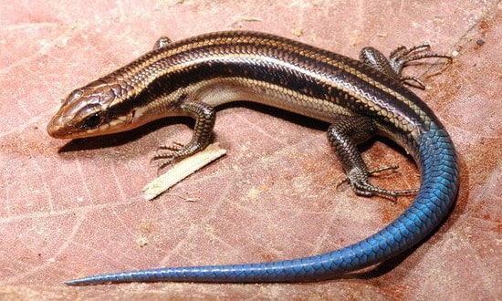 Blue tailed skink