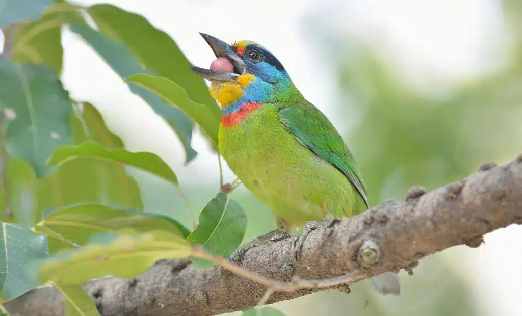 Taiwan Barbet