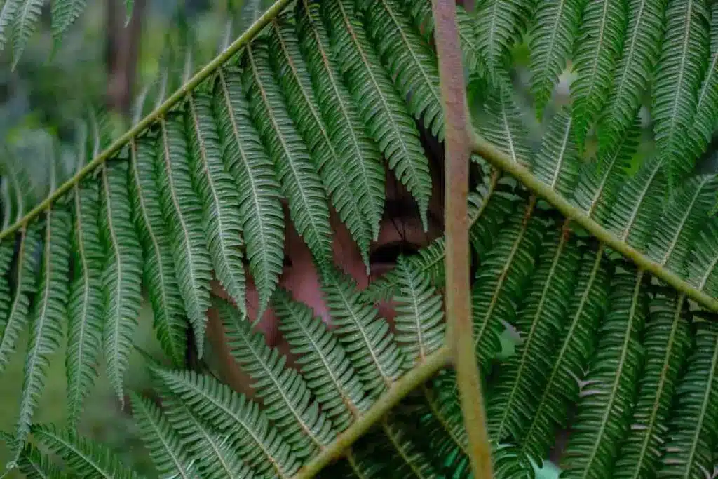 Imagine Taiwan nature education forest LQ