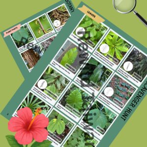 Botany Scavenger Hunt