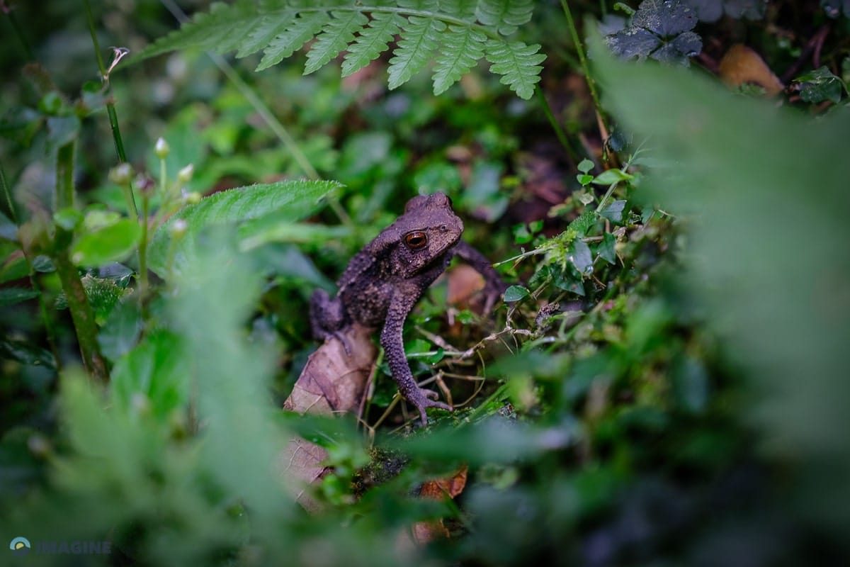 Forest frog ecological insight